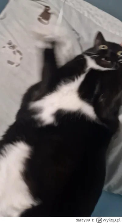 daray89 - #codziennykotopetany #dziwnekotki