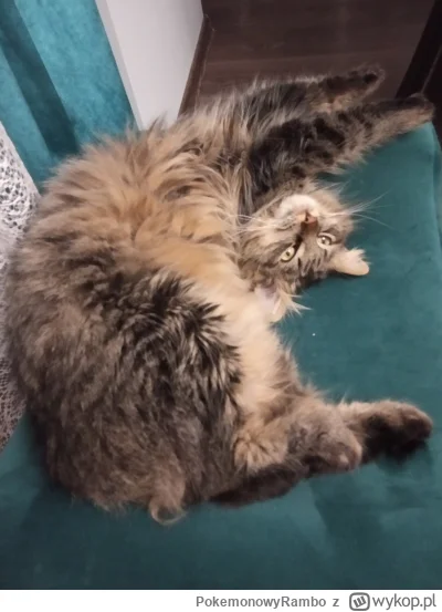 PokemonowyRambo - Kota mi pogięło.

#pokazkota