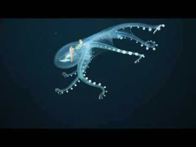 Apaturia - Ośmiornica jak ze szkła. Niezwykła ośmiornica Vitreledonella richardi, zna...