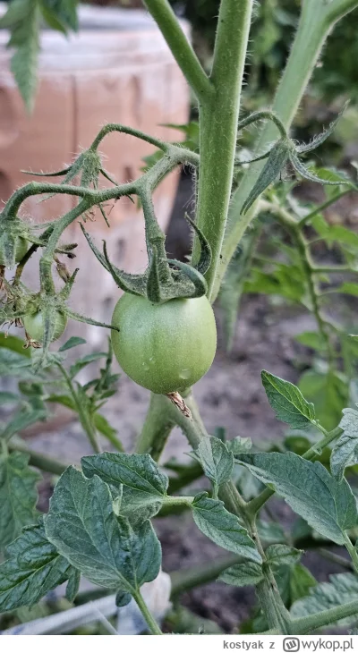 kostyak - @Szemiques 😇