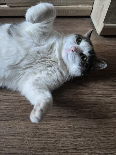 Solsith - #pokazkota #spaslak przylazła na szarpaki ᕦ(òóˇ)ᕤ