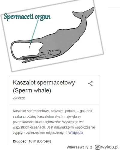 Whereswally - @Obronca_Przegrywow: