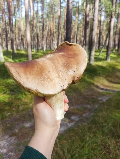 KataklizmModeOn - Takiego wczoraj znalazłam (ʘ‿ʘ)

#grzyby #grzybobranie