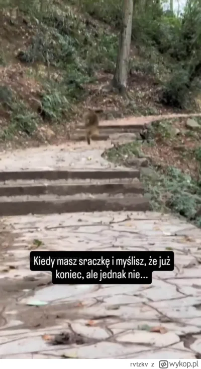 rvtzkv - #heheszki #zwierzaczki