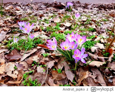 Andrut_japko - Wiosna kurła (｡◕‿‿◕｡)