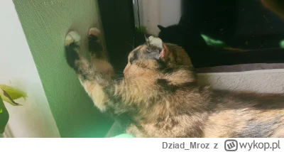 Dziad_Mroz - Wasze koty też nie śpią jak wieje bo muszą trzymać ścianę?

#koty #niesp...