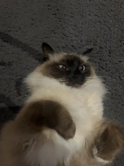 Tyrande - Kot zrobił gupią minę i muszę wam pokazać

#pokazkota #koty #smiesznykotek ...