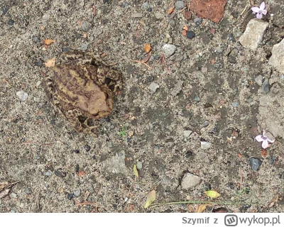 Szymif - czy jak ją pocałuję to zamieni się w szarą myszkę która mnie pokocha?
#przeg...