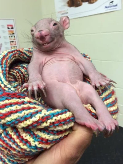 RitmoXL - Mały wombat ( ͡° ͜ʖ ͡°) #zwierzaczki #zwierzeta #wombat #smiesznypiesek
