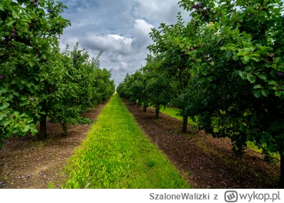 SzaloneWalizki - Cześć, 
W ubiegłym miesiącu odwiedziliśmy Szydłów w województwie świ...