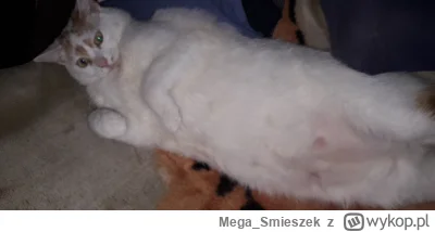 Mega_Smieszek - Czy Wasze mrumrałki to psotałki?  ᶘᵒᴥᵒᶅ

#pokazkota #koty