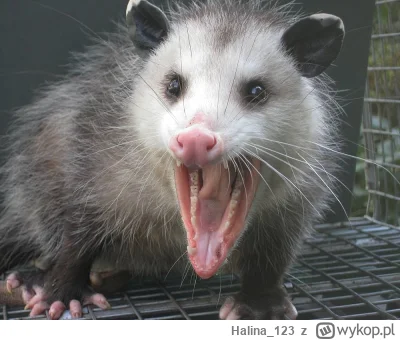 Halina_123 - MAJA JUŻ CI NIE UFAM #hotelparadise