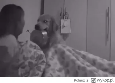 Polasz - #smiesznypiesek