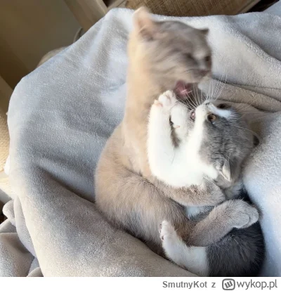 SmutnyKot - #dziwnekotki