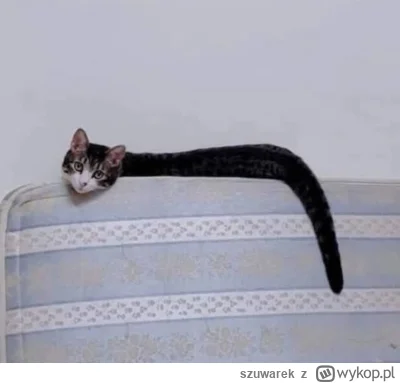 szuwarek - Oddam węża. Niestety nie wiem co to za gatunek, bo zawsze byłem słaby z ge...