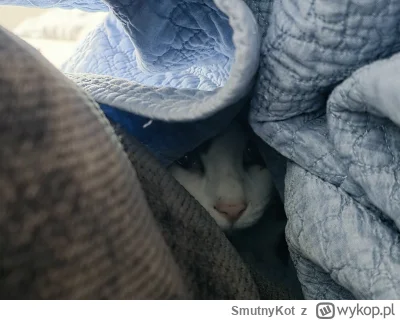 SmutnyKot - #dziwnekotki