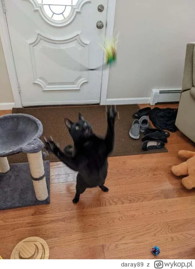 daray89 - #codziennykotopetany #dziwnekotki