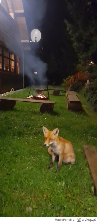 MagicPencil - #lisek chytrusek.
Kręci się przy domu od paru dni, w sumie przychodzą d...