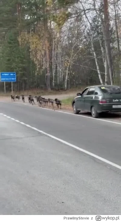 PrawilnyStevie - #wojna #rosja #ukraina Kacap już sobie poradził z brakami paliwa (｡◕...