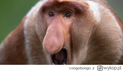 congobongo - Łun źlem zaparkowau! Chrum kwiiiii