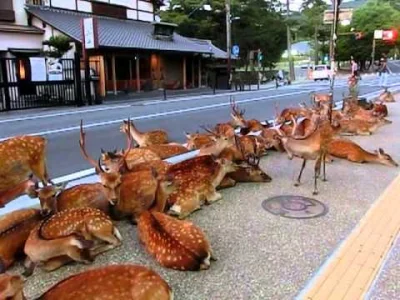 kubako - @Xagog: @mike-78 to jest miejscowość Nara w Japonii, znany z tego, że żyją t...