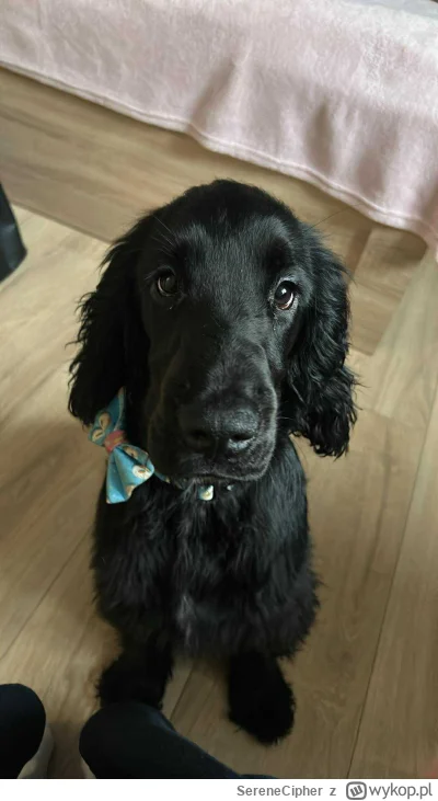 SereneCipher - Taktyczny Pączek czekający aż wszyscy sie zweryfikują (｡◕‿‿◕｡)  #wykop...