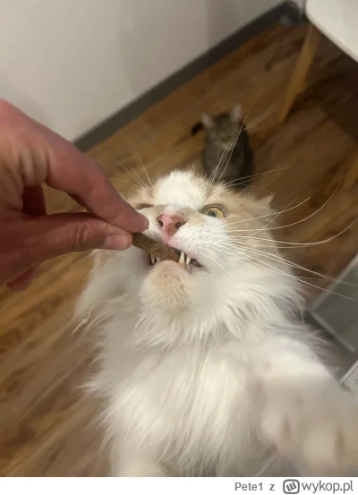 Pete1 - Dawaj smaczka człowiek. 

#koty #pokazkota #smiesznekotki
