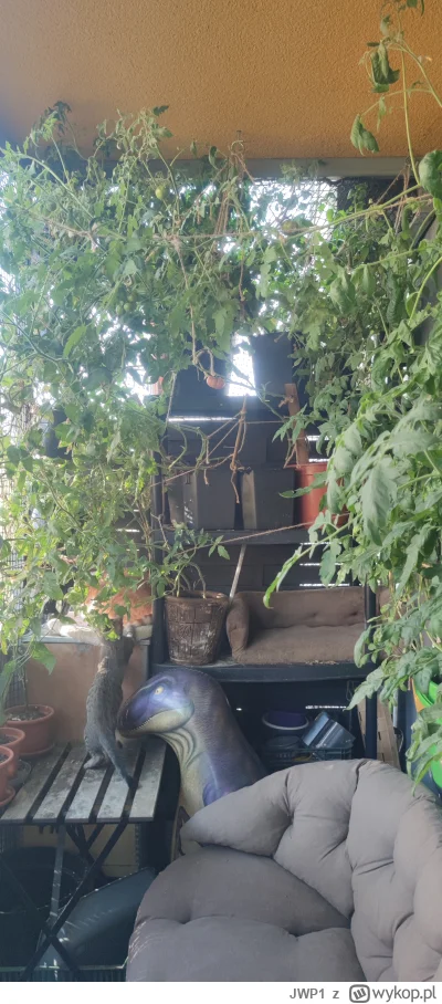 JWP1 - @JWP1: Trochę urosło, plus nowy kot :p