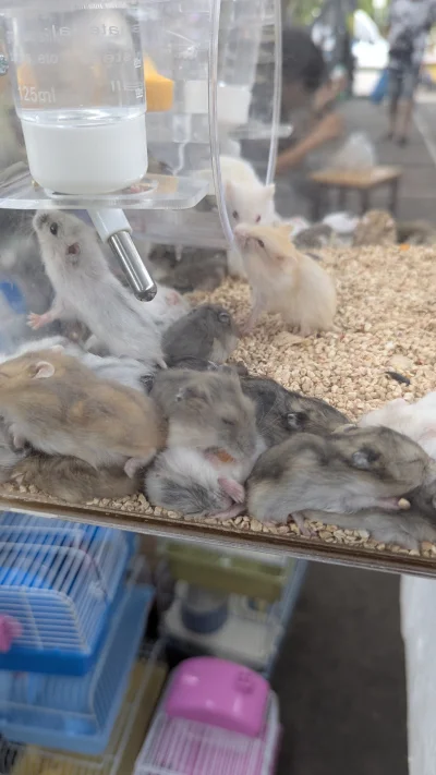 vulcanitu - Chomiczówka