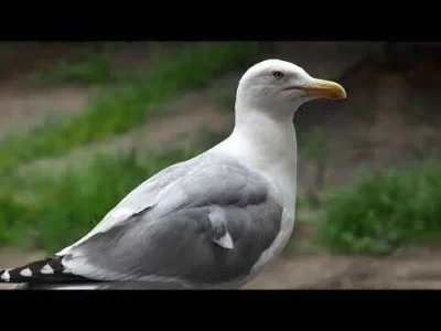 WrzeCiOna - Zamiast śmieciarki z serwerowni, dostalam powiadomienie (jakas nowość) o ...