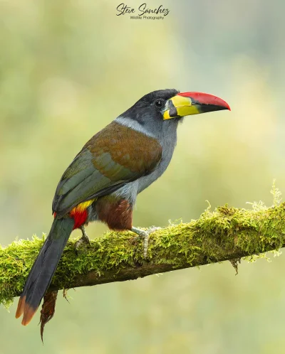 Lifelike - Andotukan niebieski (Andigena hypoglauca)
Autor
#photoexplorer #fotografia...