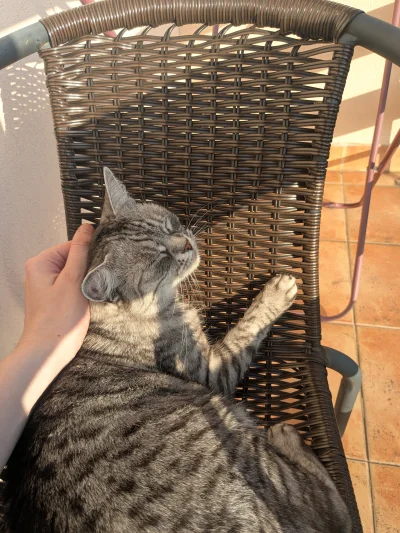 b0dyload - @b0dyload: a luska się wygrzewa #lucynacje