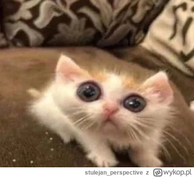 stulejan_perspective