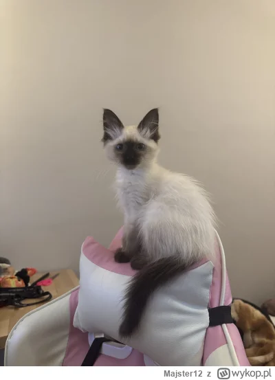 Majster12 - Mój pierwszy kociak. 
Szukam transportera, czy ktoś mógłby jakiś polecić?...