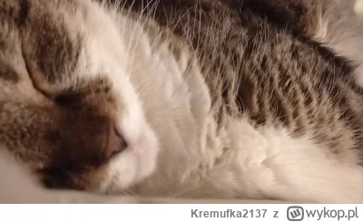 Kremufka2137 - Matki kot piłuje jak stary chłop. 

#koty #pokazkota #dzienkot
