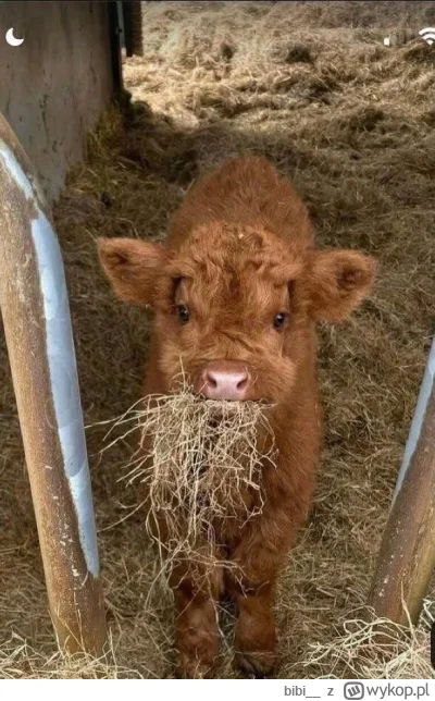 bibi__ - Miłego wieczoru ʕ•ᴥ•ʔ
#pokazpsa