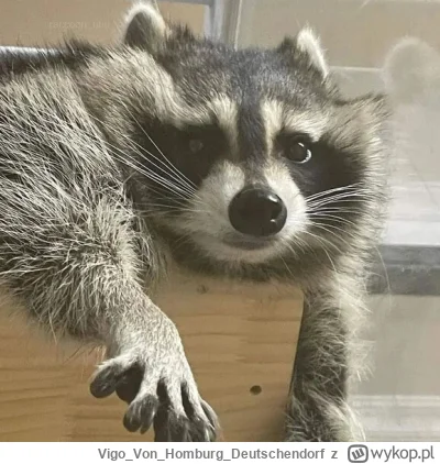 VigoVonHomburg_Deutschendorf - Zaszufladkowany
#szopeknadzis