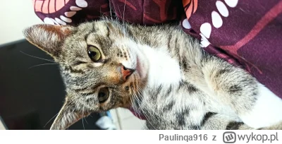 Paulinqa916 - A co to za przystojny kawaler? 
#pokazkota #koty #kitku