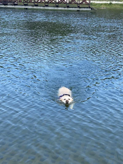Sla_Voy - Piąteczek, pływam sb

#pieseczkizprzypadku #pies #piesel #labrador #pokazps...