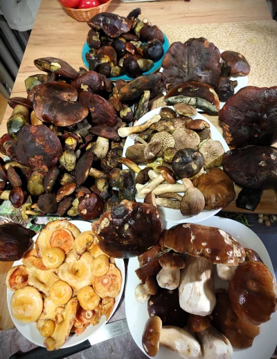 arinkao - Okradłam dziś las, było wspaniale. Ktoś rozpoznaje gatunki? 
Spokojnie, sam...