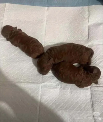 cheeseandonion - #zzr #