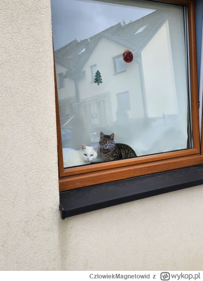 CzlowiekMagnetowid - Kotki typu stróżującego.
#koty #pokazkota