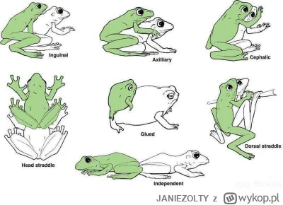 JANIEZOLTY - #pepe
