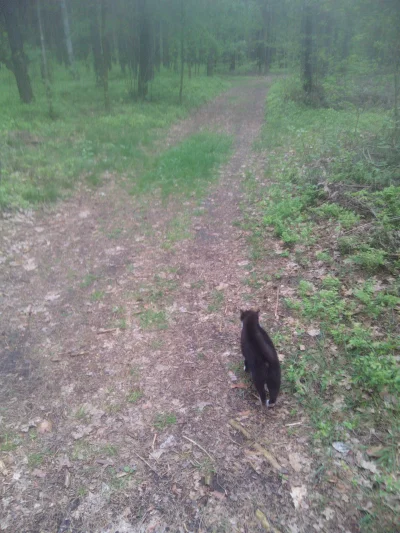 Trelik - Czy z kotem też mam chodzić na smyczy jak idę z nim na spacer do lasu?

#kot...