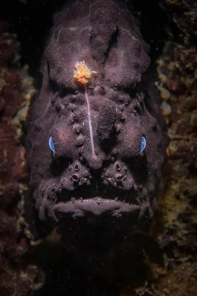 cheeseandonion - A black frogfish (Winner in animal portraits category of World Natur...