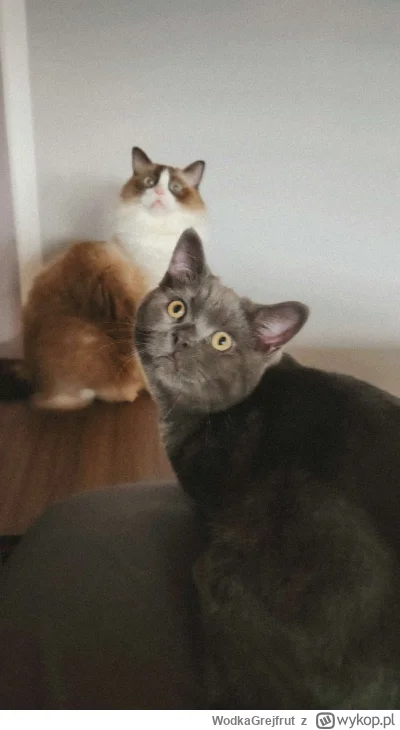WodkaGrejfrut - Boże jak ja kocham moje kotki
#pokazkota #wykopragdollclub #koty
SPOI...