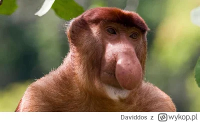 Daviddos - Rzeczy, które robili wasi rodzice/dziadkowie, które dla Was były rzeczami,...