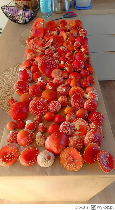 proxd - @Kinda:  jedyne grzyby które łatwo zebrać bo mało ludzi je zbiera