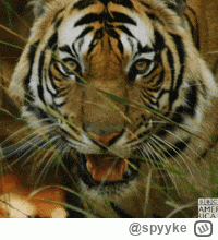 spyyke - Raniony Tygrys jest wciąż niebezpieczny 

#mecz