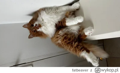 fatbeaver - Kitku znajomej potrzebuje pomocy:
https://zrzutka.pl/gx64ys
Dzięki każdem...